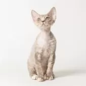 デボンレックス【静岡県・男の子・2025年8月29日・ブルータビー】の写真3