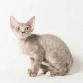 デボンレックス【静岡県・男の子・2025年8月29日・ブルータビー】の写真4