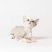 デボンレックス【静岡県・男の子・2025年8月29日・ブルータビー&ホワイト】の写真6