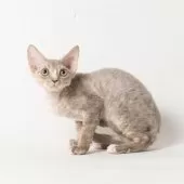 デボンレックス【静岡県・男の子・2025年8月29日・ブルータビー】の写真6