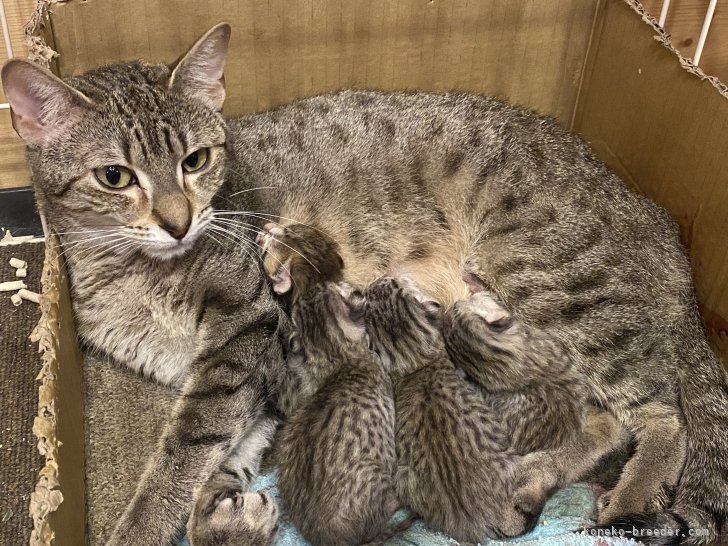 野上恵子ブリーダーのブログ：今日のにゃんこ🐱
