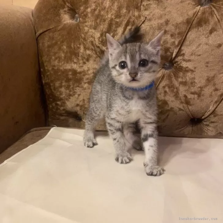 ID:2404-00999の子猫