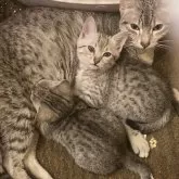 エジプシャンマウ【岐阜県・女の子・2024年2月21日・シルバー】の写真3「手前から2番目です‼️」