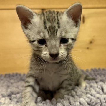 エジプシャンマウ【岐阜県・男の子・2025年10月12日・シルバー】の写真「可愛らしい子です！」