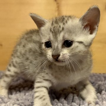 エジプシャンマウ【岐阜県・女の子・2025年10月12日・シルバー】の写真「可愛らしい子です！」