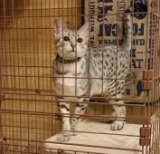 エジプシャンマウ【岐阜県・男の子・2025年1月22日・シルバー】の写真4