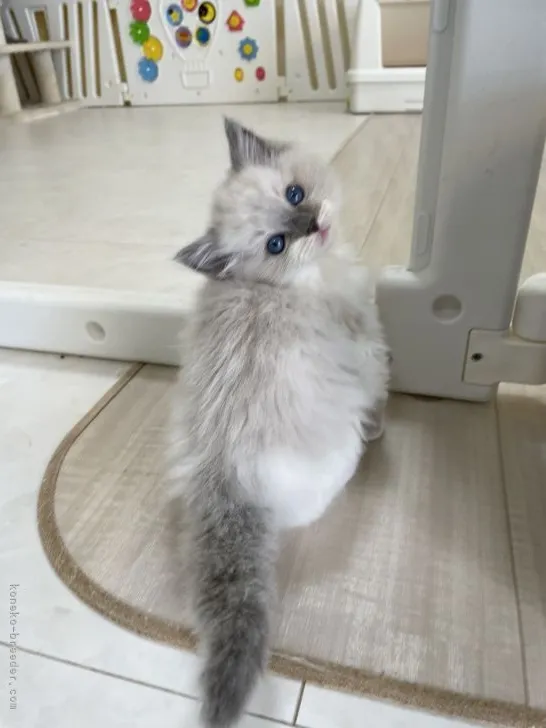 ID：2112-00034の子猫
