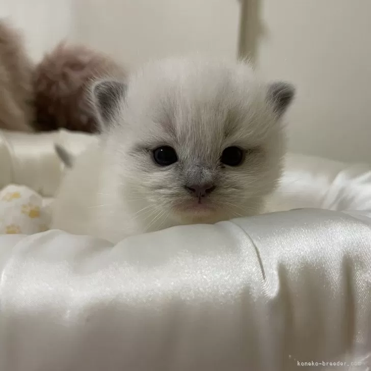ID：2404-00822の子猫