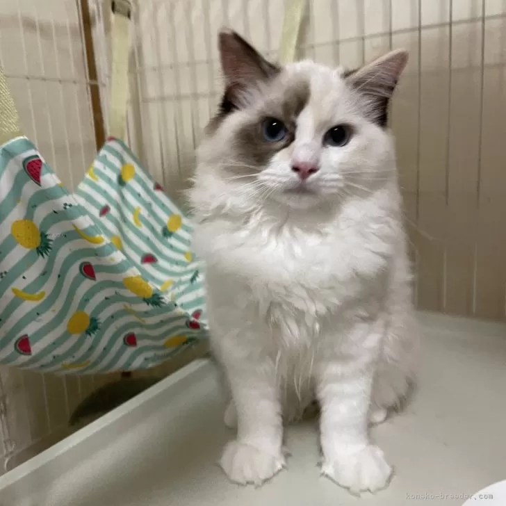 ID：2404-02316の子猫