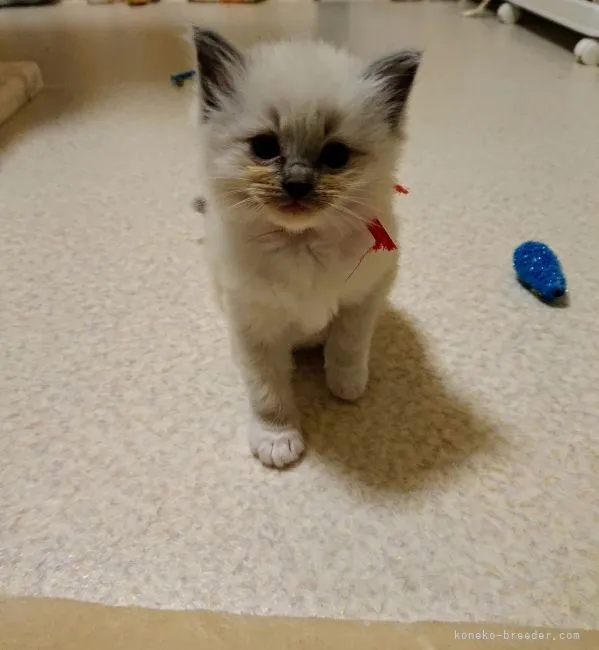 ID：2103-01593の子猫