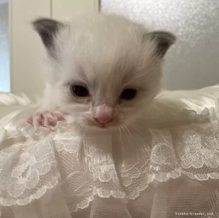 ID:2404-00834の子猫