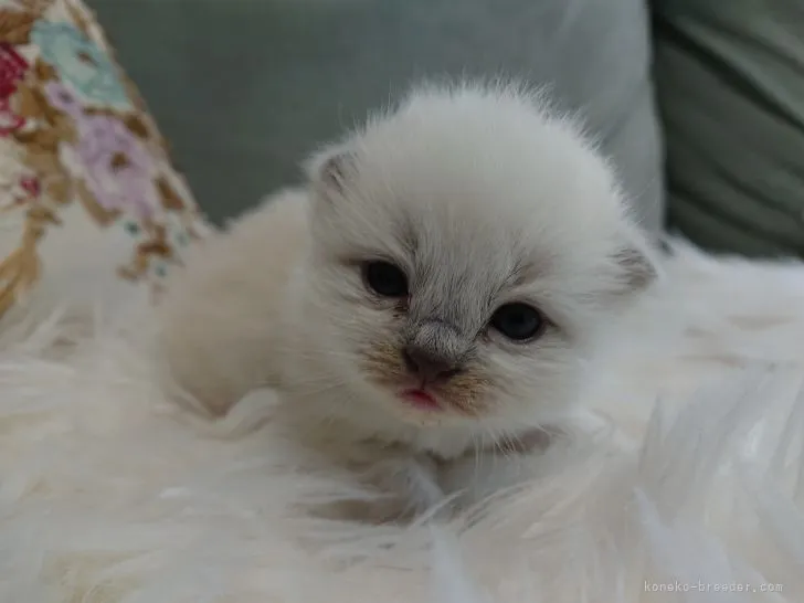 ID:2104-01052の子猫
