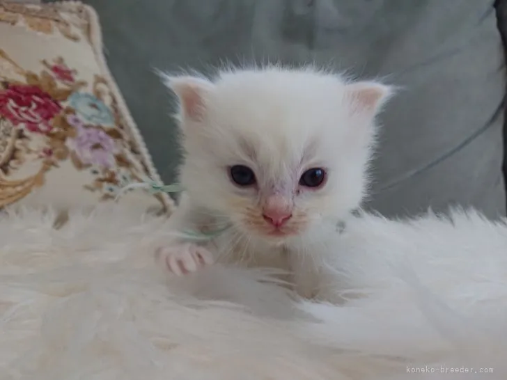 ID：2103-01598の子猫