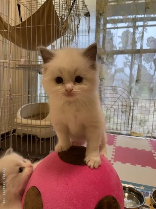 ID:2205-01280の子猫