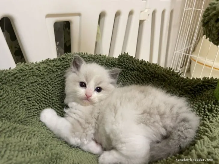 ID：2204-02381の子猫