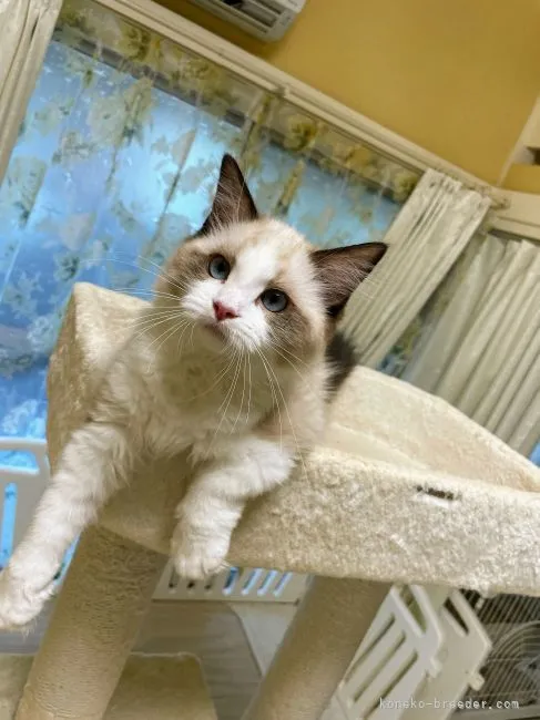 ID:2107-02383の子猫