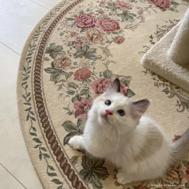 ID:2209-00452の子猫