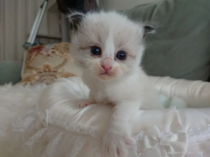 ID:2005-01800の子猫