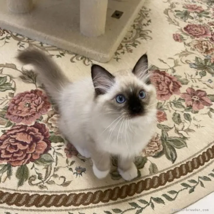 ID：2208-02419の子猫