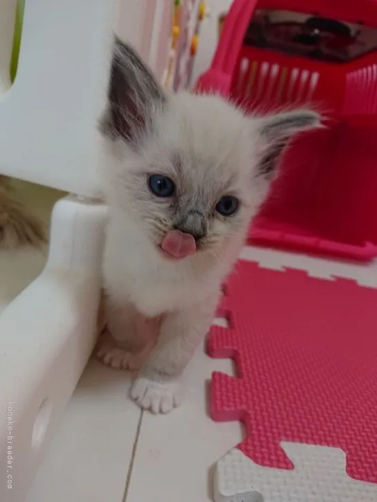 ID：2104-01054の子猫
