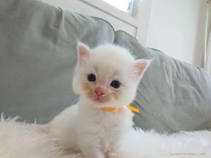 ID:2103-01600の子猫
