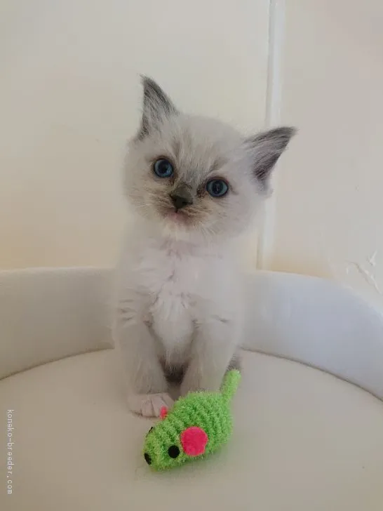 ID：2003-01568の子猫