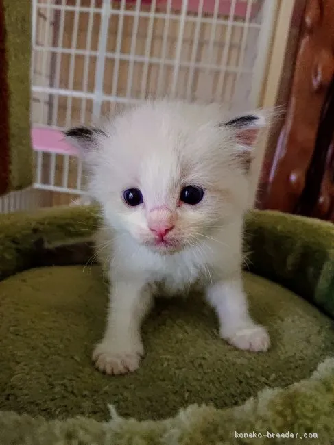 ID:2008-00497の子猫