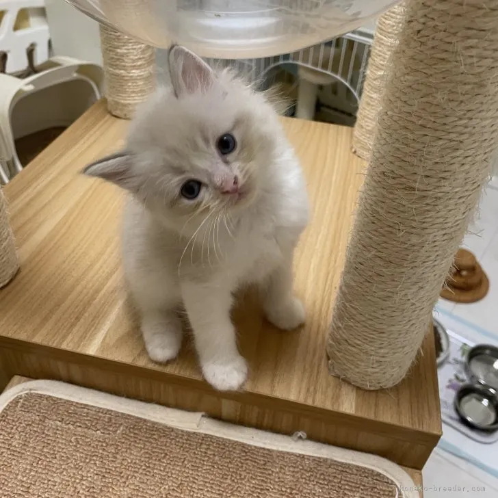 ID：2307-01894の子猫
