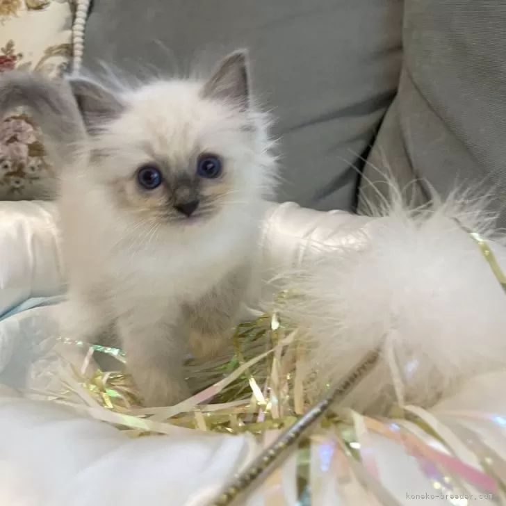 ID：2410-00124の子猫
