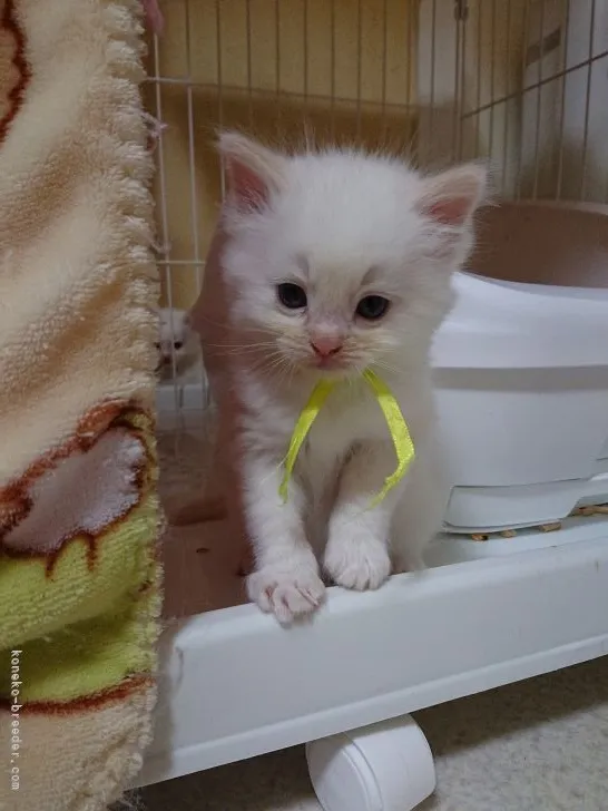 ID：2103-01599の子猫