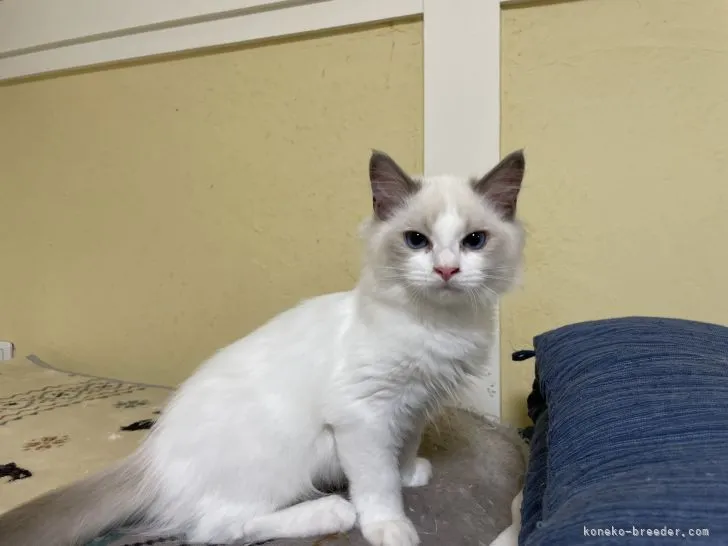 ID：2108-01418の子猫