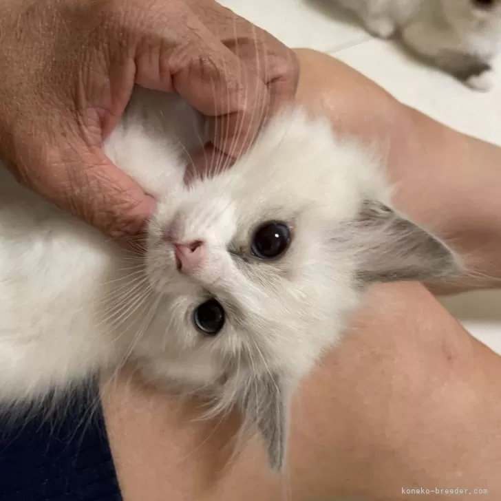 ID:2404-00825の子猫