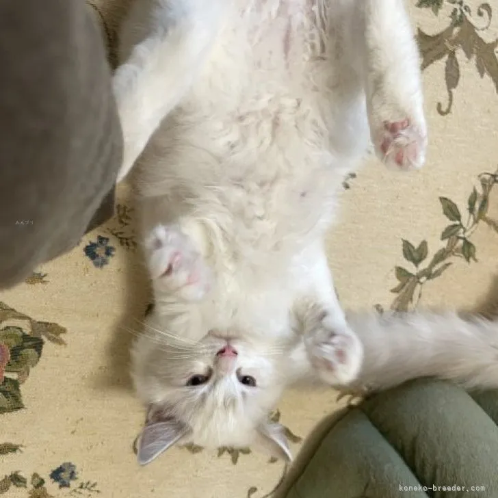 ID：2309-00702の子猫