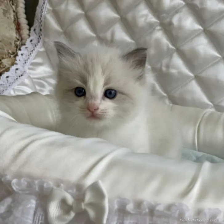 ID：2210-02252の子猫