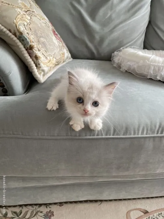 ID:2108-02112の子猫