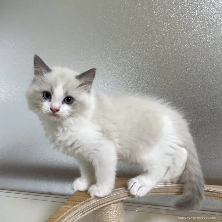 ID：2411-00734の子猫