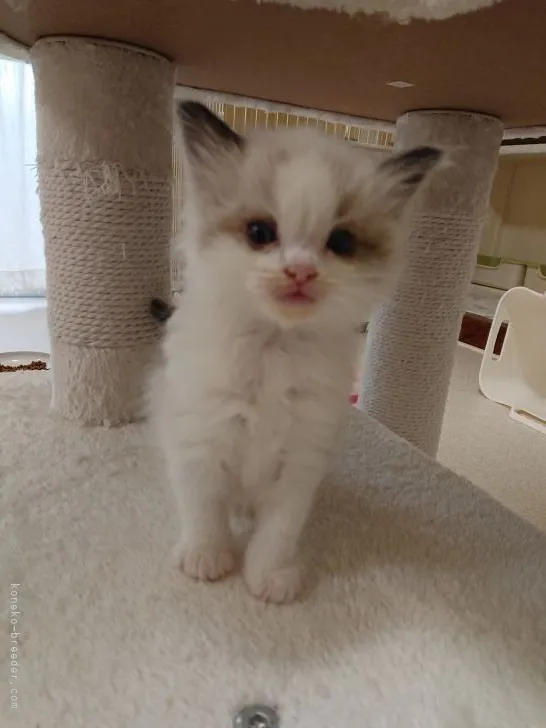 ID：2105-00372の子猫