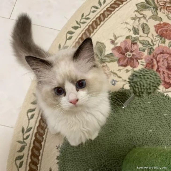 ID:2206-02705の子猫