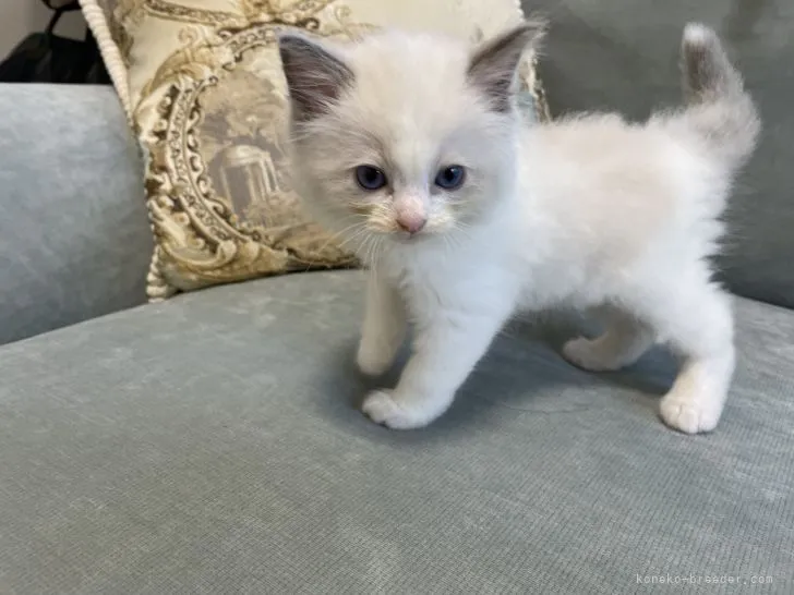 ID:2109-02739の子猫