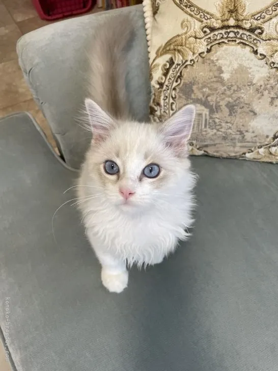 ID:2108-01001の子猫