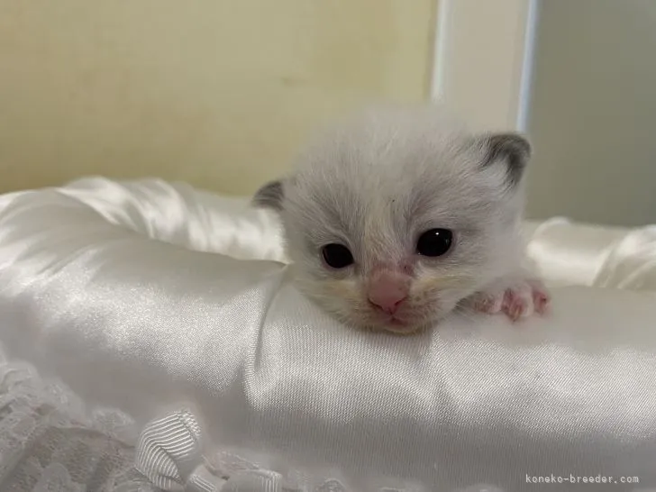 ID:2204-02380の子猫