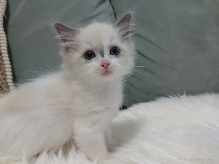 ID:2012-01117の子猫