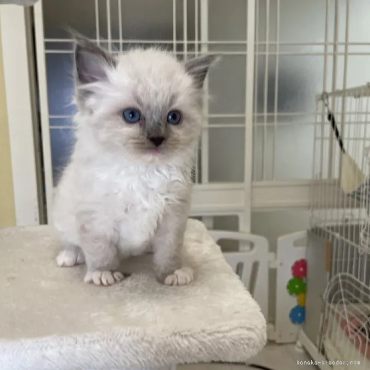 ID:2304-00989の子猫