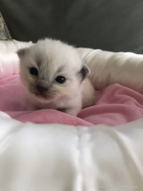 ID：2103-01592の子猫