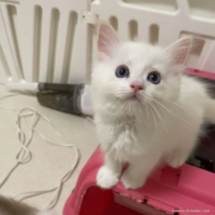 ID:2208-02412の子猫