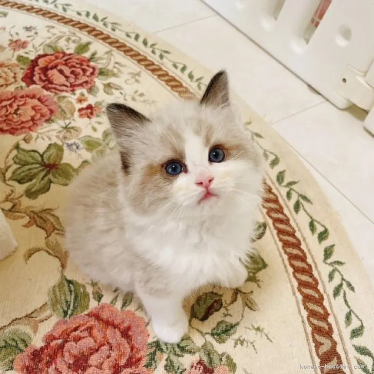 ID：2304-01297の子猫