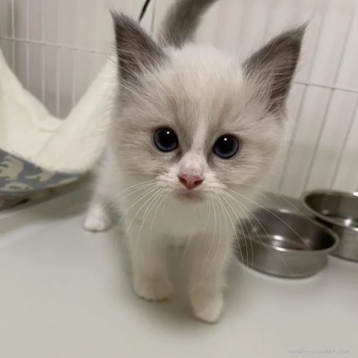 ID：2206-02706の子猫