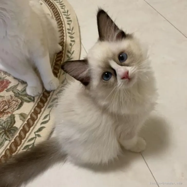 ID:2207-02878の子猫