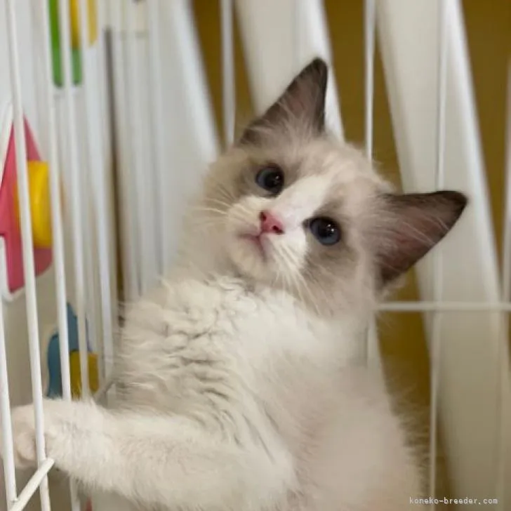 ID：2207-02877の子猫