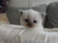 ラグドール【愛媛県・男の子・2020年4月25日・ブルー ポイント ミテッド】の写真1